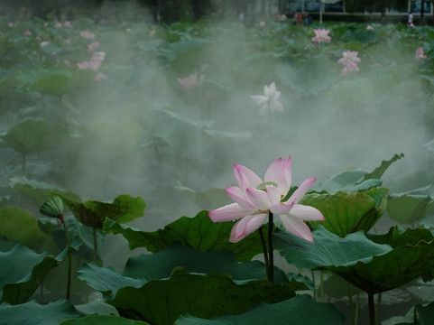洪湖公园-深圳市必去景点