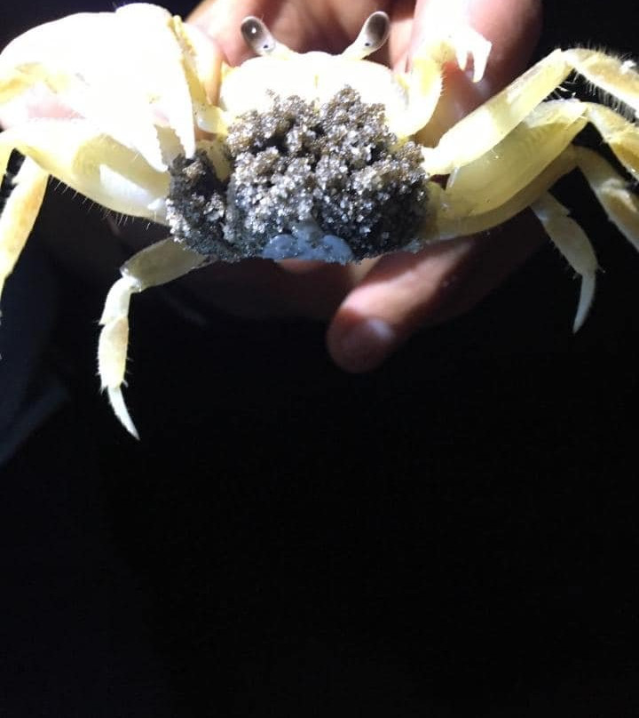 Ghost Crab Quest景点图片