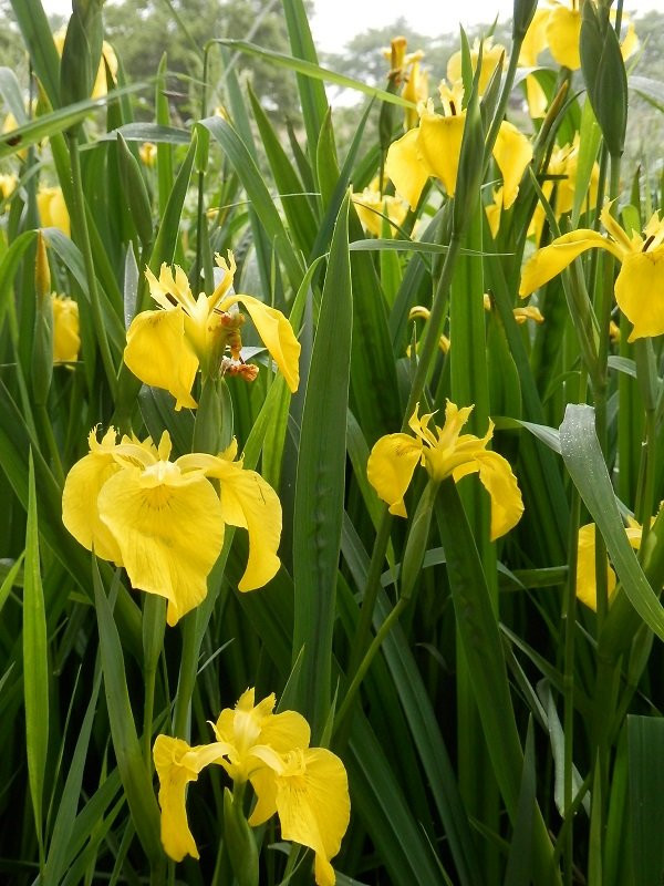 Kinu Green Park-高根泽町必去景点