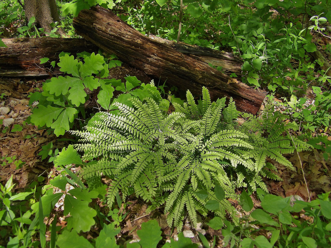 Big Sugar Creek State Park