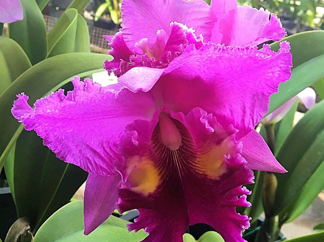 United Malaysian Orchids Sdn Bhd-万挠必去景点