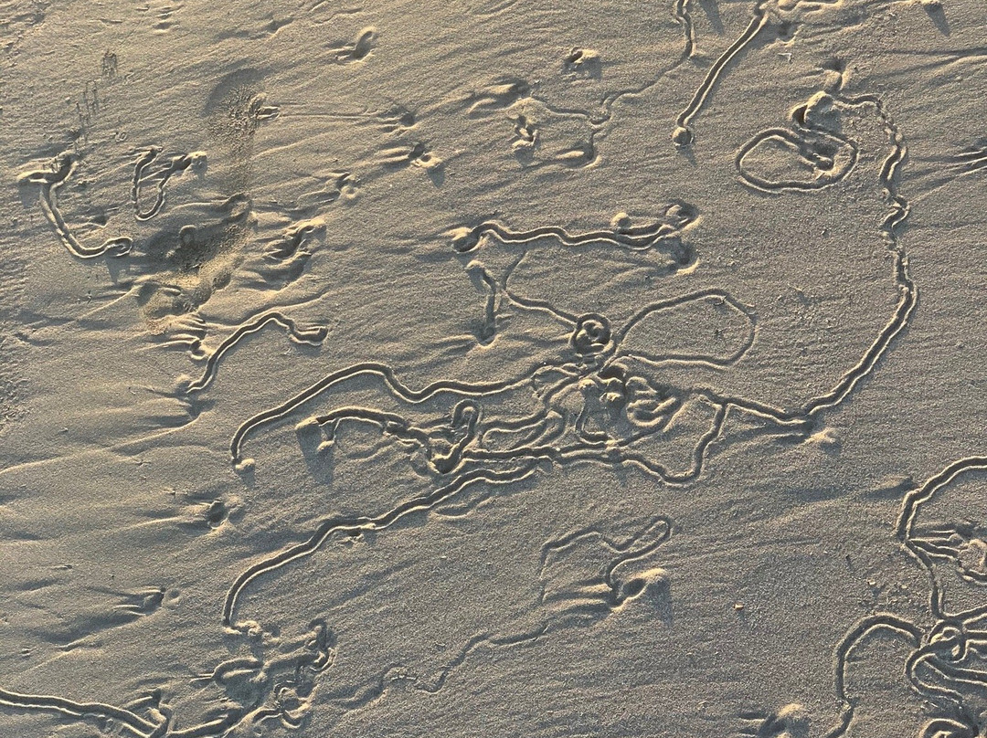 Playa Las Lajas景点图片