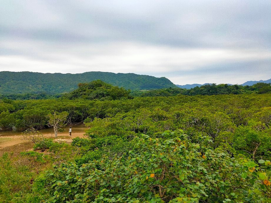 Rhizophoraceae Plant Community of Fukidogawa River-石垣市必去景点