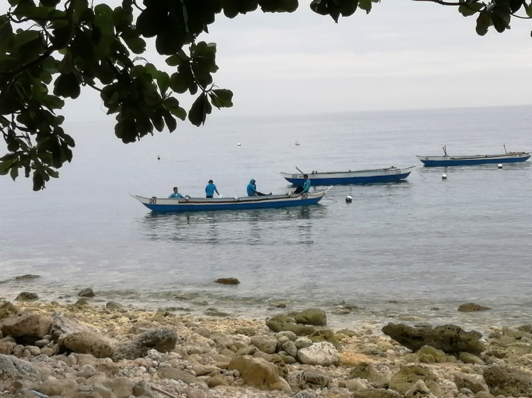 Whalesharks on Wheels景点图片
