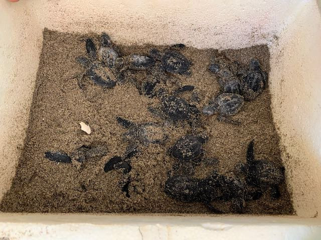 Turtle Tours Mazatlan-马萨特兰必去景点