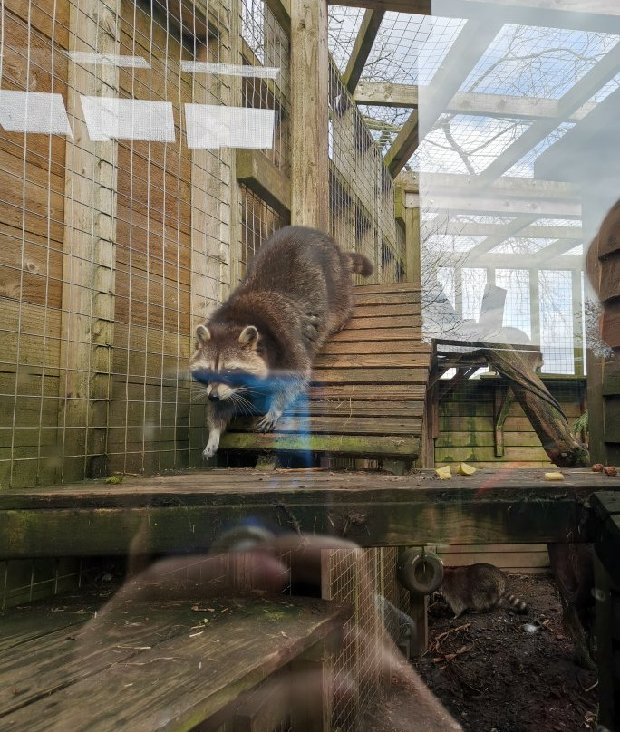 Gentleshaw Birds of Prey and Wildlife Centre景点图片