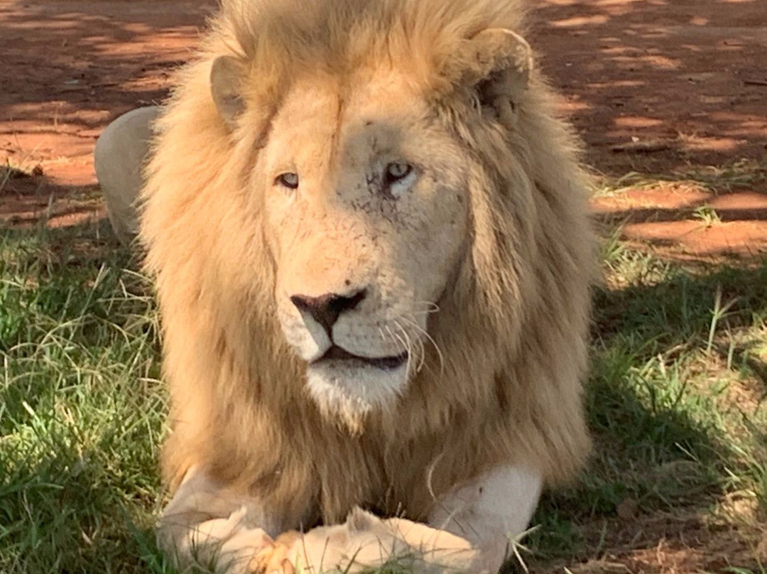 Rhino and Lion Nature Reserve景点图片