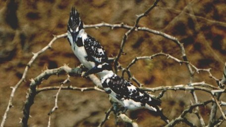 Sundarban Nature Club-Sundarban必去景点