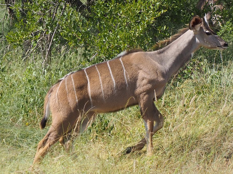 Mfafa Safaris-白河必去景点