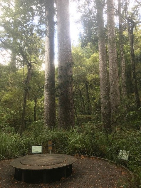 Manginangina Kauri Walk景点图片