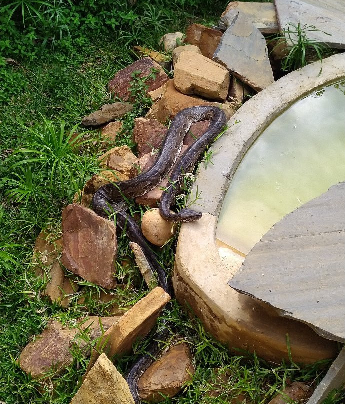 Kalimba Reptile Park-卢萨卡必去景点