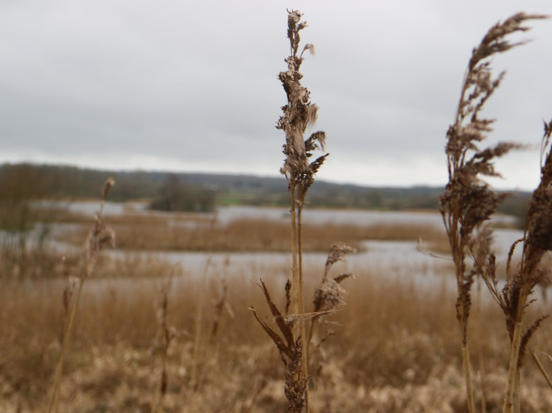 Shapwick Heath National Nature Reserve景点图片