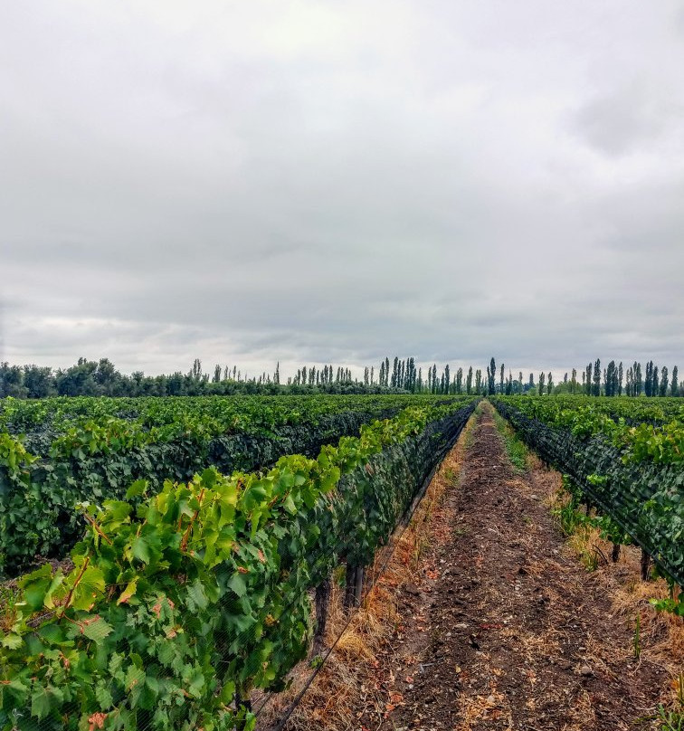 Bodega Murville-圣拉斐尔必去景点