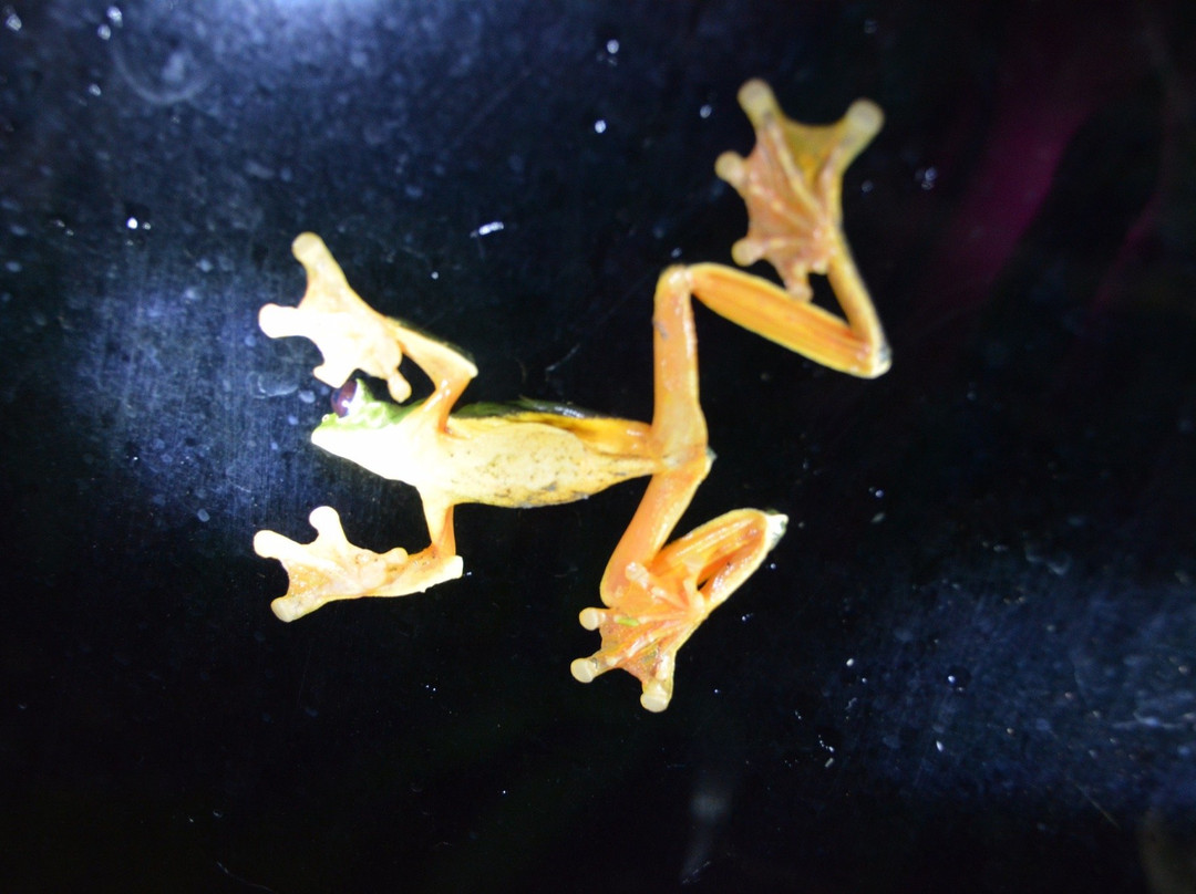 Hotel Cipreses Monteverde主图