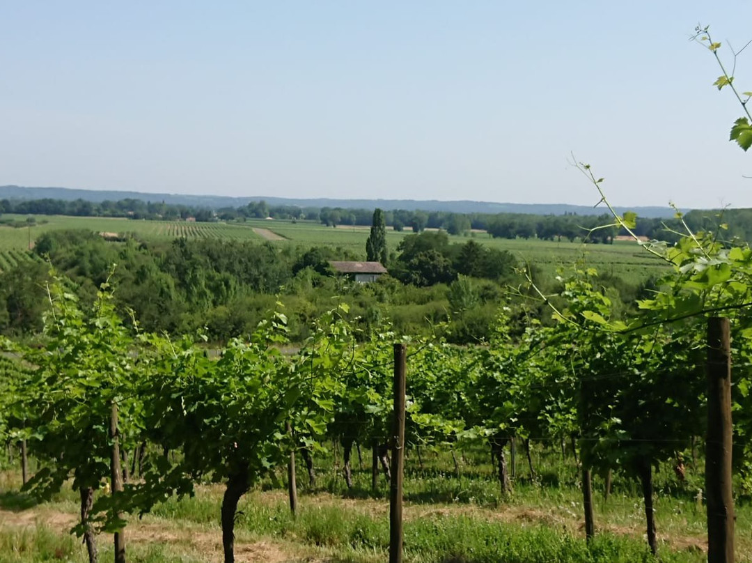 Chateau Haute Brande景点图片