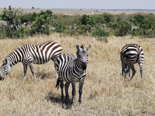 Enjoy Collection Tours and Safaris-马林地必去景点