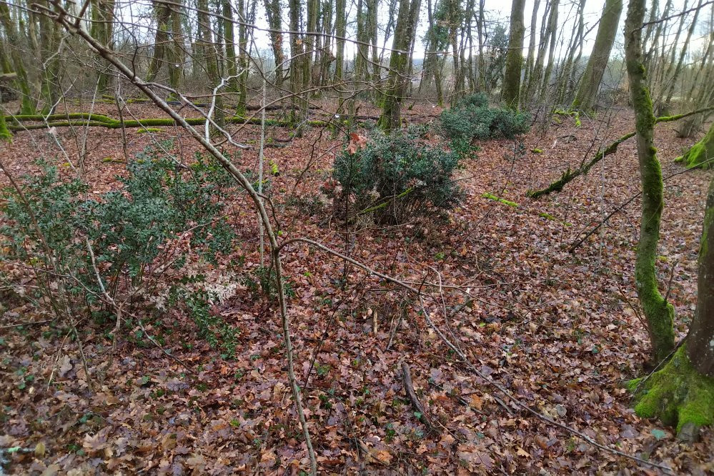 Mare de Craquenot - Espace Naturel Sensible-Charette必去景点