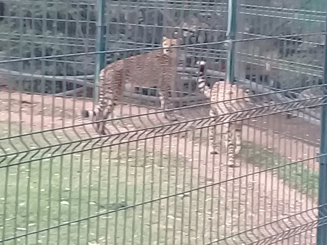 Parque Zoológico Benito Juárez景点图片