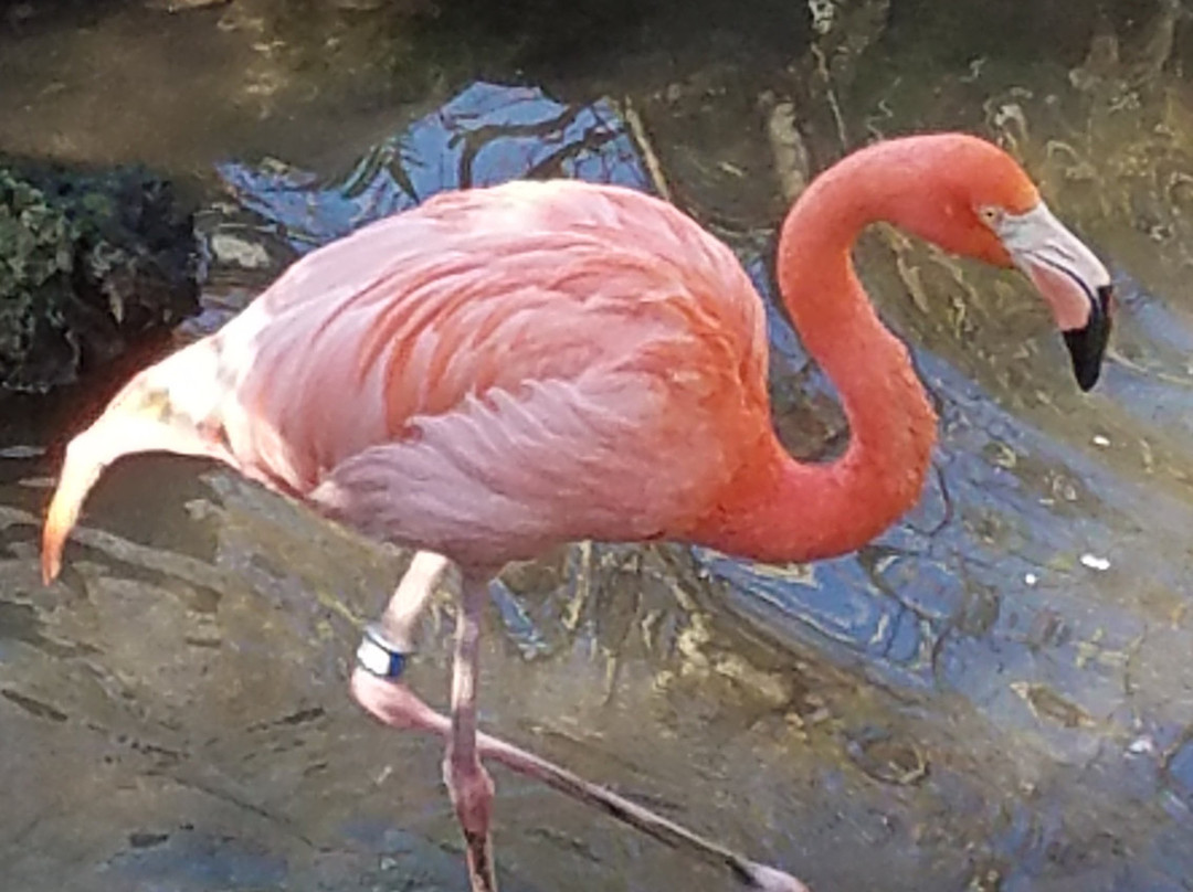Ellie Schiller Homosassa Springs Wildlife State Park-Homosassa Springs必去景点