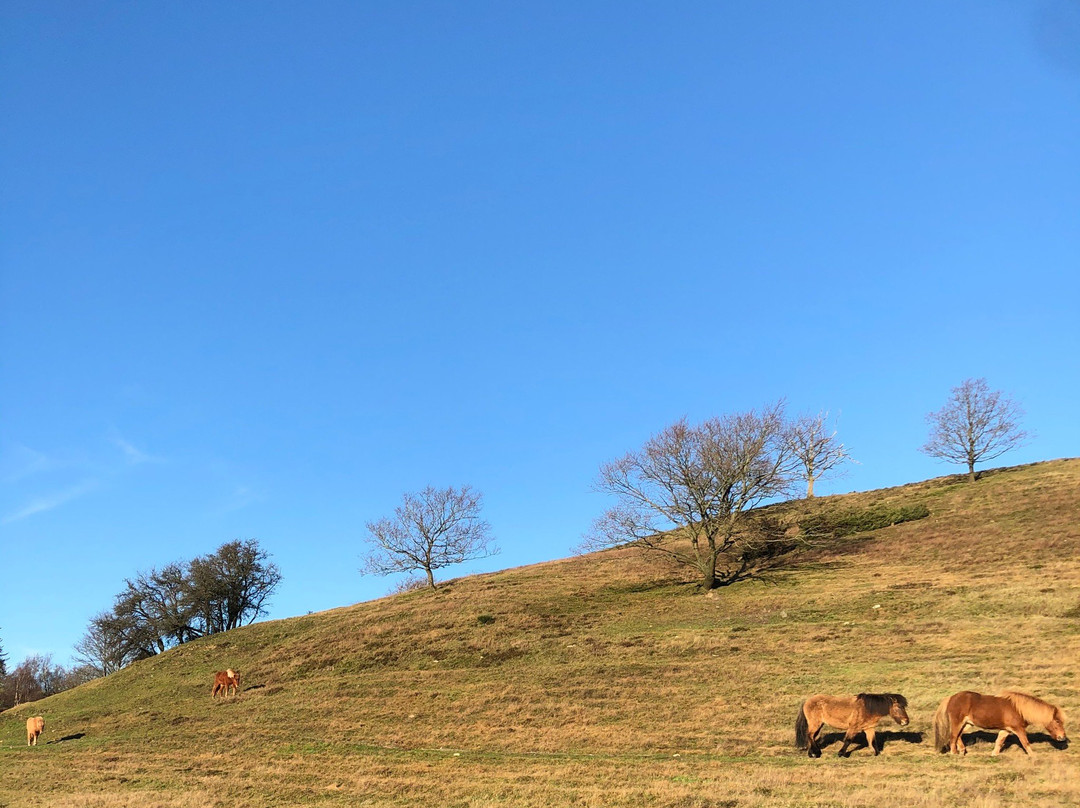 Agri Bavnehøj景点图片