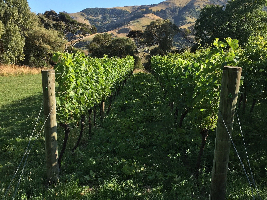 Takamatua Valley Vineyard-阿卡罗阿必去景点