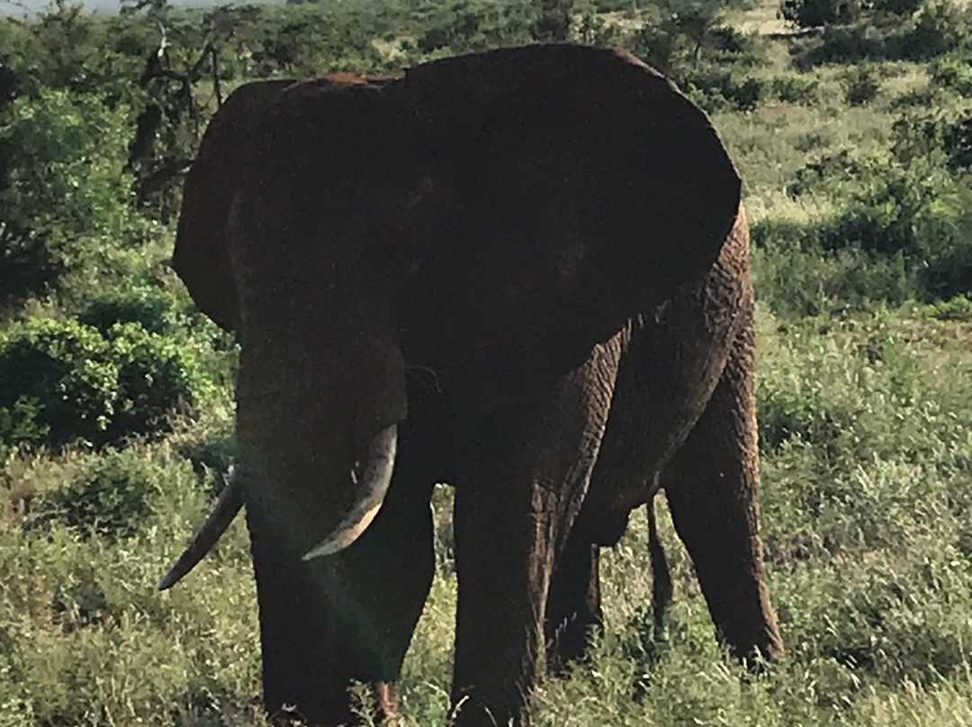 Kalu Safari Kenya景点图片