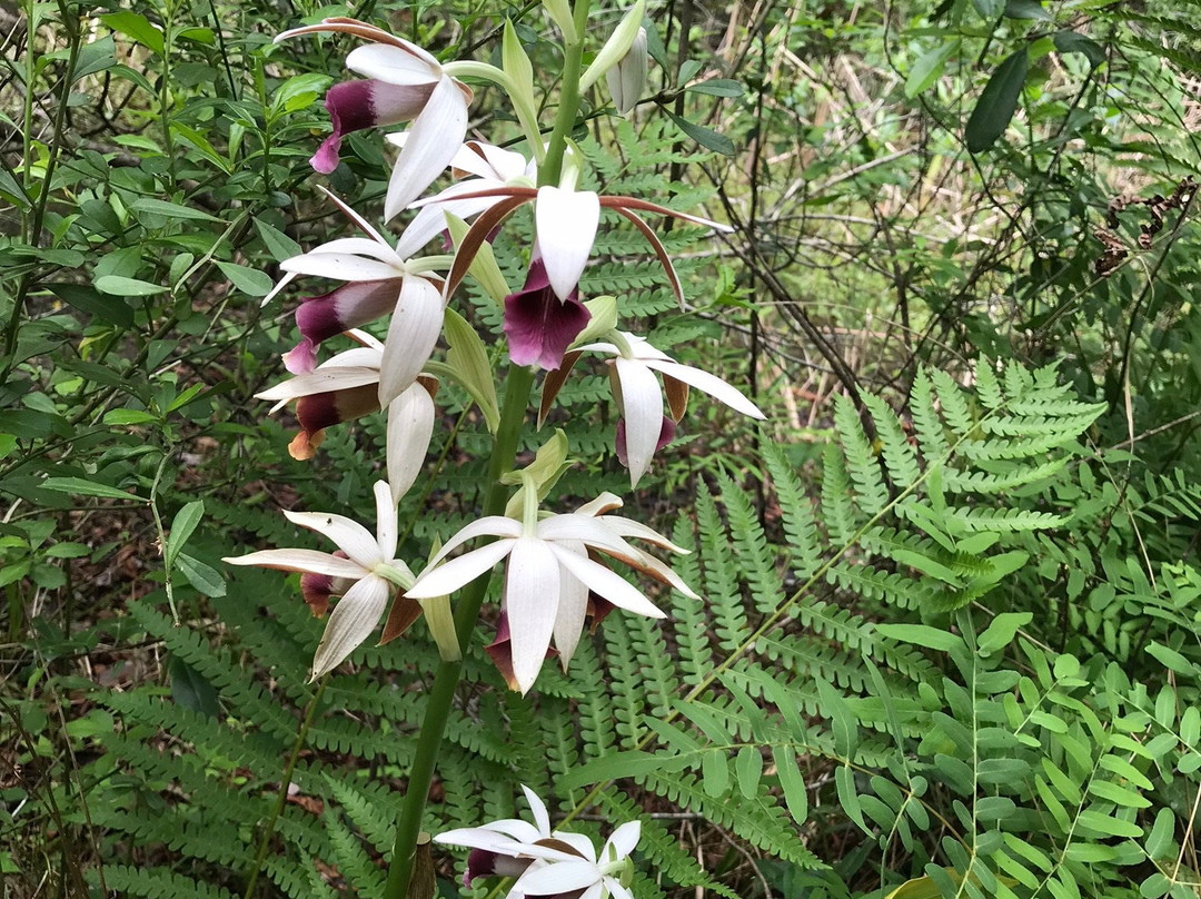 Jacksonville Arboreteum & Gardens-杰克逊维尔必去景点