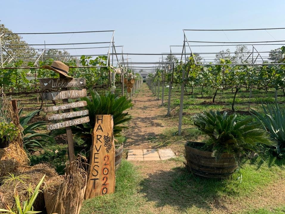 Mountain Creek Vineyard-清莱必去景点