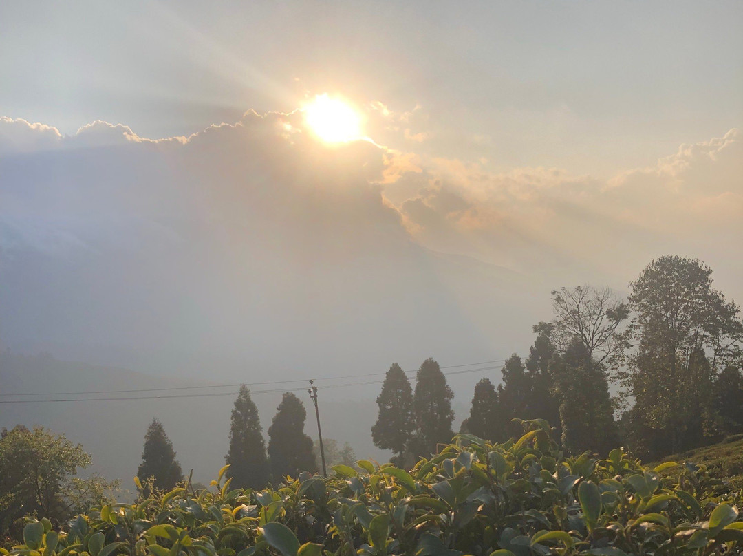 Tea Garden View-大吉岭必去景点