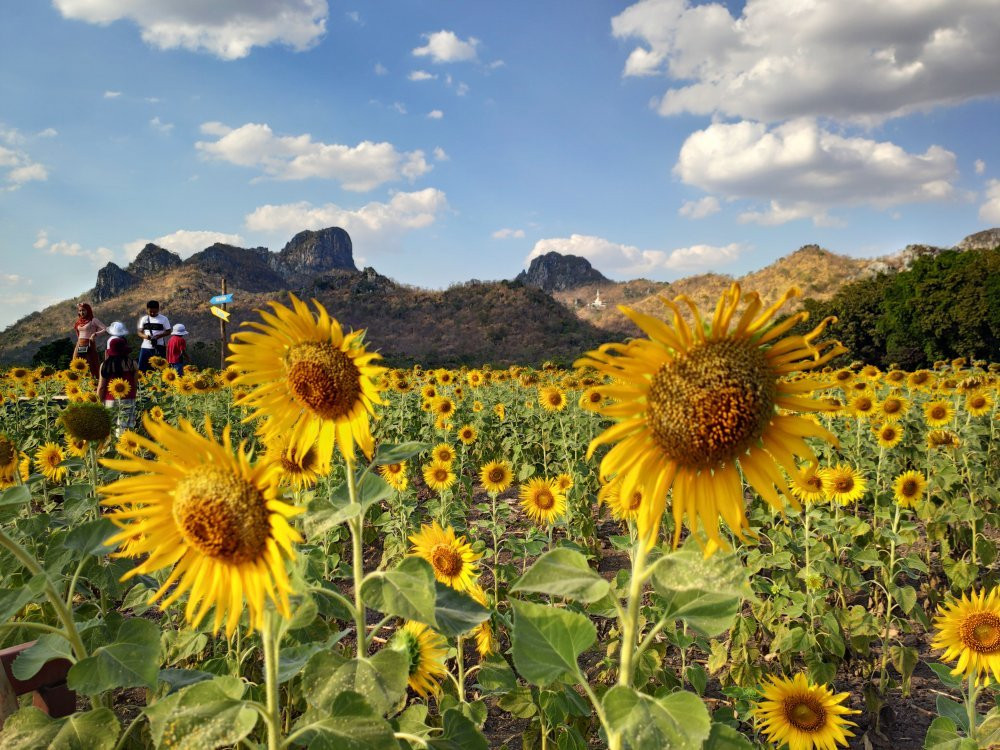 Khao Jeen Lae Sunflower Field景点图片