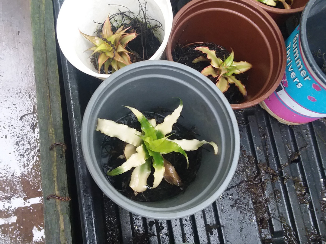 Vander Veer Botanical Park-达文波特必去景点