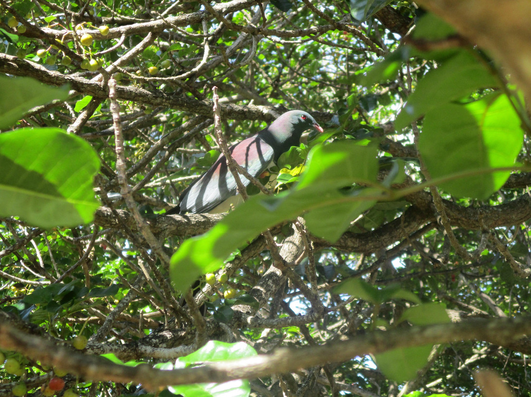 Wild Adventures New Zealand - Auckland Hiking Tours-奥克兰必去景点