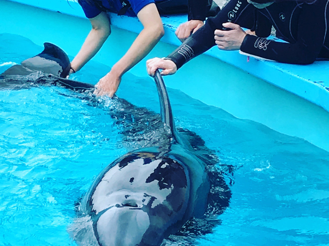 Muroto Dolphins Center-室户市必去景点