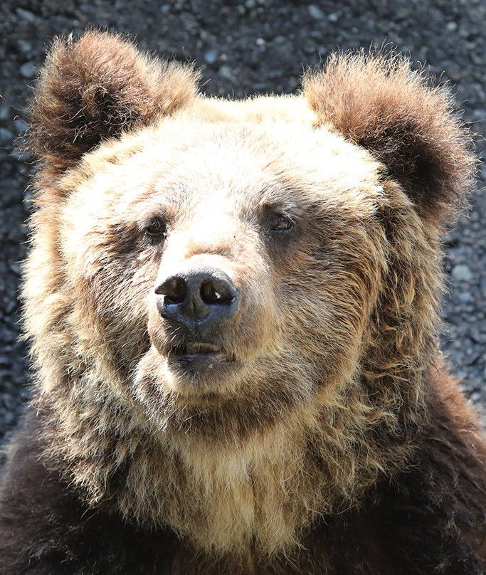 Cuddly Dominion-阿苏市必去景点