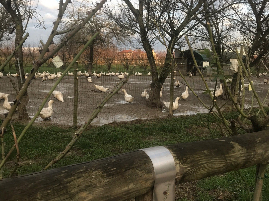 Agriturismo Porcaloca主图