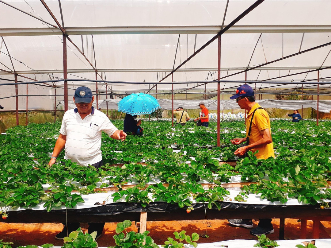 Yellow Dandelion Travel 黄色的蒲公英旅行社-岘港必去景点