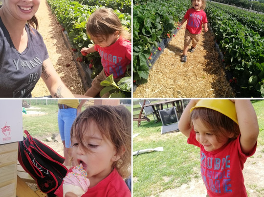 Whatawhata Berry Farm-Whatawhata必去景点