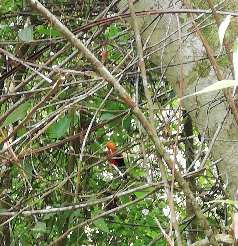 Pampa Hermosa National Sanctuary-San Ramon必去景点