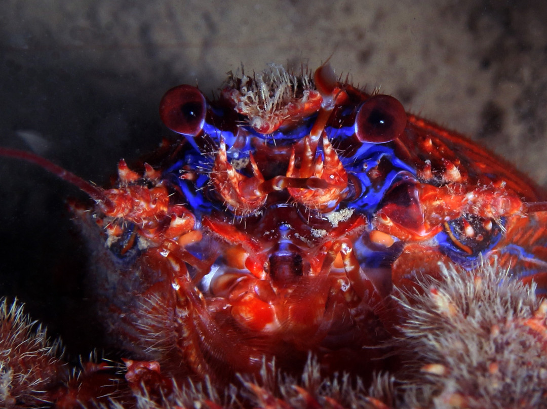 Le Tegnue: I Reef dell'Adriatico-Pellestrina必去景点