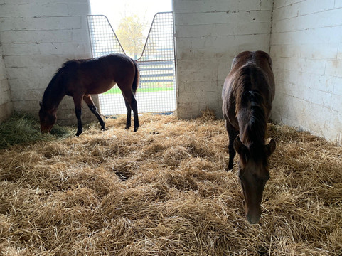 Horse Farm Tours-列克星敦必去景点
