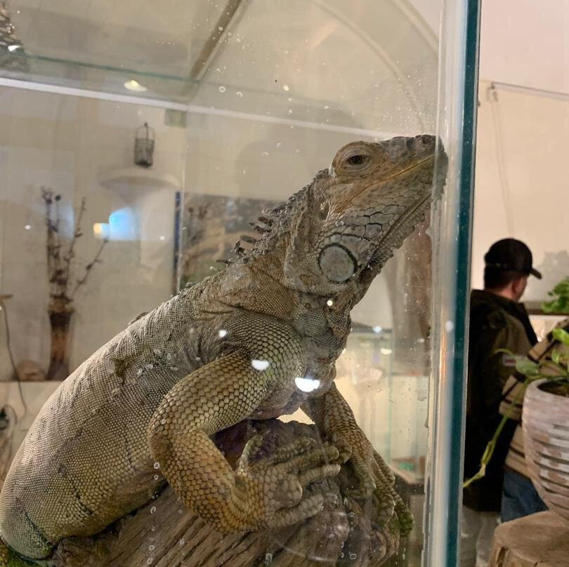 Lizards Land景点图片