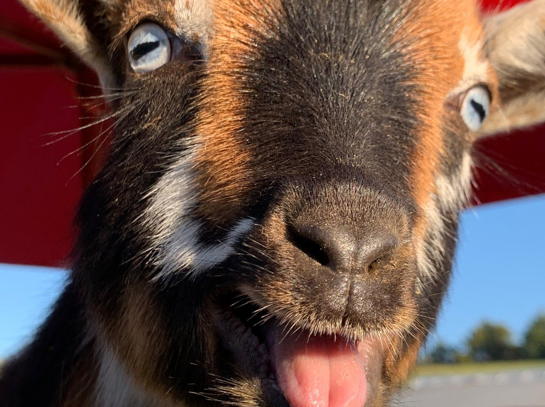 Massanutten Country Corner-卢雷必去景点