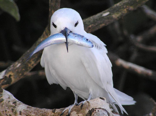 Hawai'i Walks-火奴鲁鲁必去景点