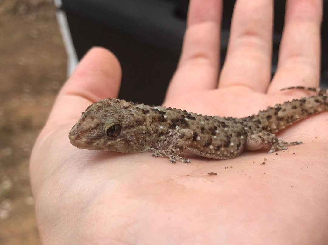 Modgaji Conservation Projects-伐拉博瓦必去景点