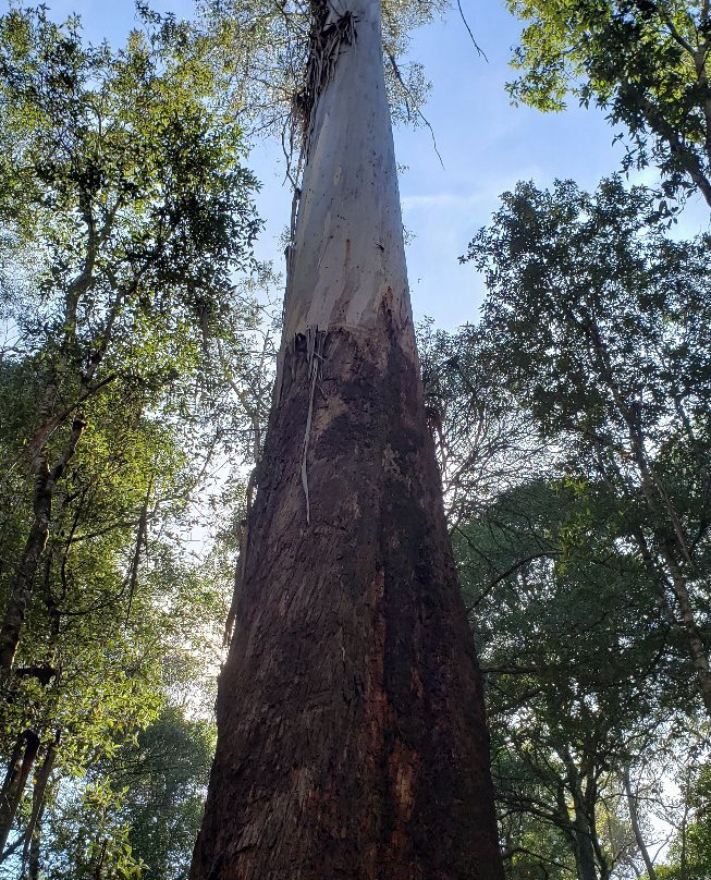 Tall Trees Walk景点图片