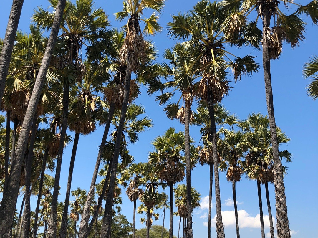 Lasiana Beach景点图片
