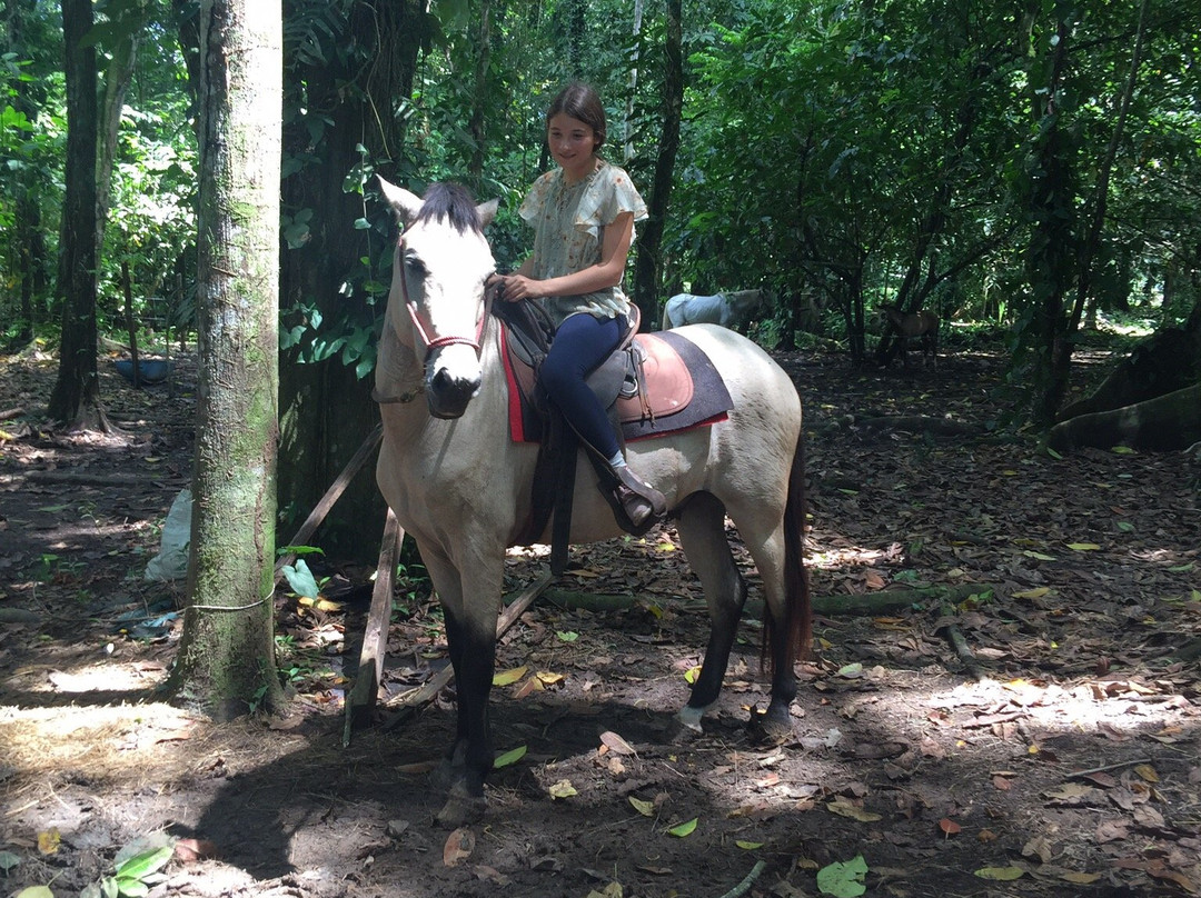 Ride The Rainforest景点图片