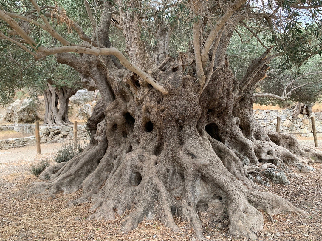 Azorias Ancient Olive Tree景点图片