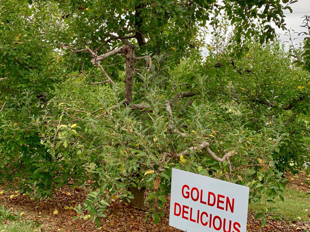 Apple Hill Orchard & Cider Mill景点图片