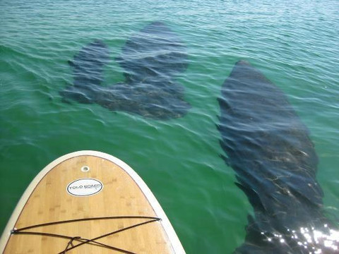 Yolo Board Adventures